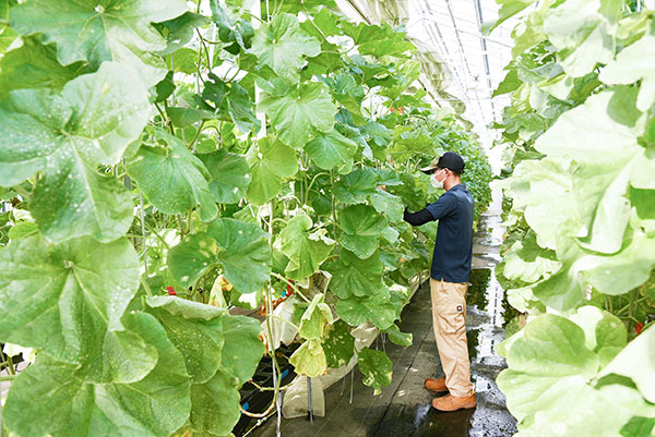 大静ファーム株式会社の事業